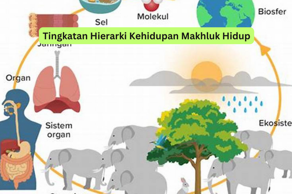 Tingkatan Hierarki Kehidupan Makhluk Hidup