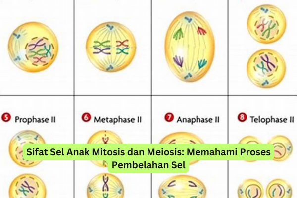 Sifat Sel Anak Mitosis dan Meiosis Memahami Proses Pembelahan Sel