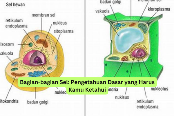 Bagian-bagian Sel Pengetahuan Dasar yang Harus Kamu Ketahui