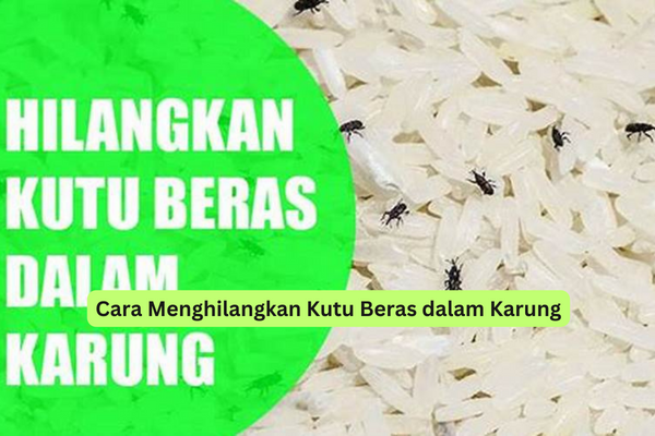 Cara Menghilangkan Kutu Beras dalam Karung