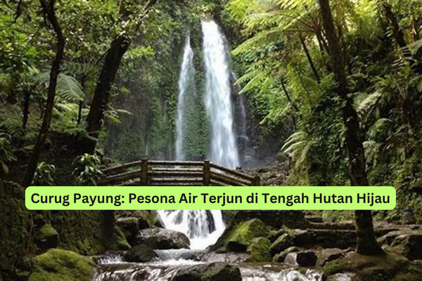 Curug Payung Pesona Air Terjun di Tengah Hutan Hijau