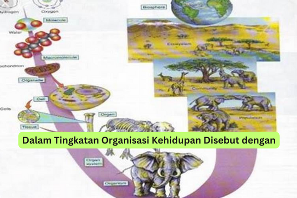 Dalam Tingkatan Organisasi Kehidupan Disebut dengan