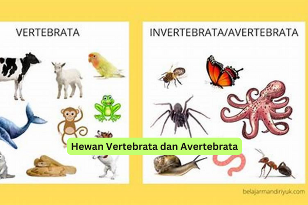 Hewan Vertebrata dan Avertebrata