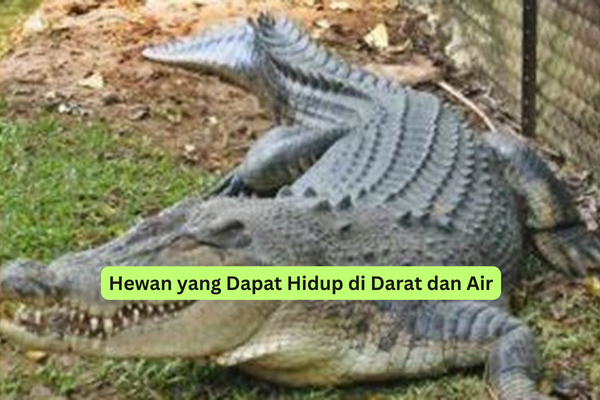 Hewan yang Dapat Hidup di Darat dan Air