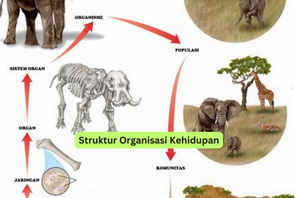 Struktur Organisasi Kehidupan