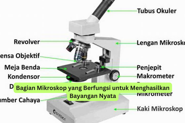 Bagian Mikroskop yang Berfungsi untuk Menghasilkan Bayangan Nyata