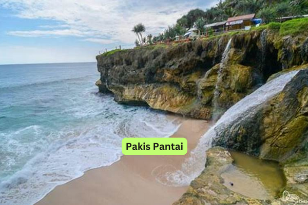 Pakis Pantai