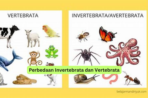 Perbedaan Invertebrata dan Vertebrata