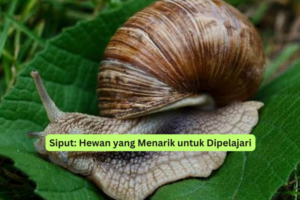 Siput Hewan yang Menarik untuk Dipelajari