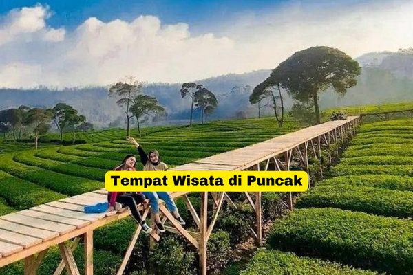 Tempat Wisata di Puncak